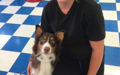 Another Life Saved – Bailey