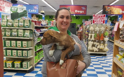 Another Life Saved – Moose