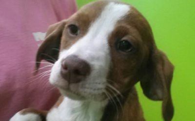 Another Life Saved – Sadie