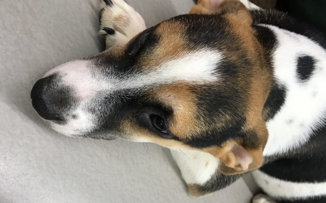 Another Life Saved – Ashleigh