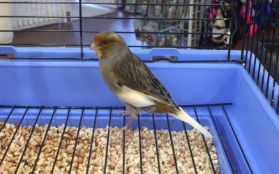 Another Life Saved – Canary