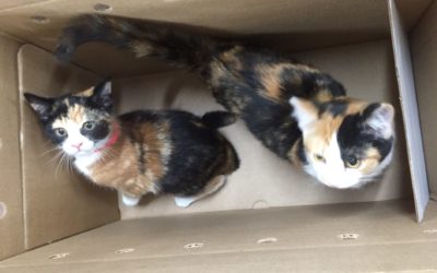 Another Life Saved – Paige & Patches