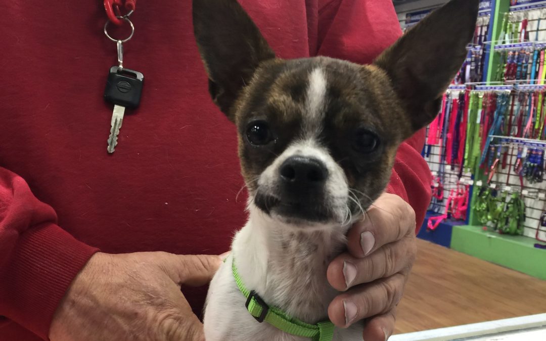 Another Life Saved – Roscoe