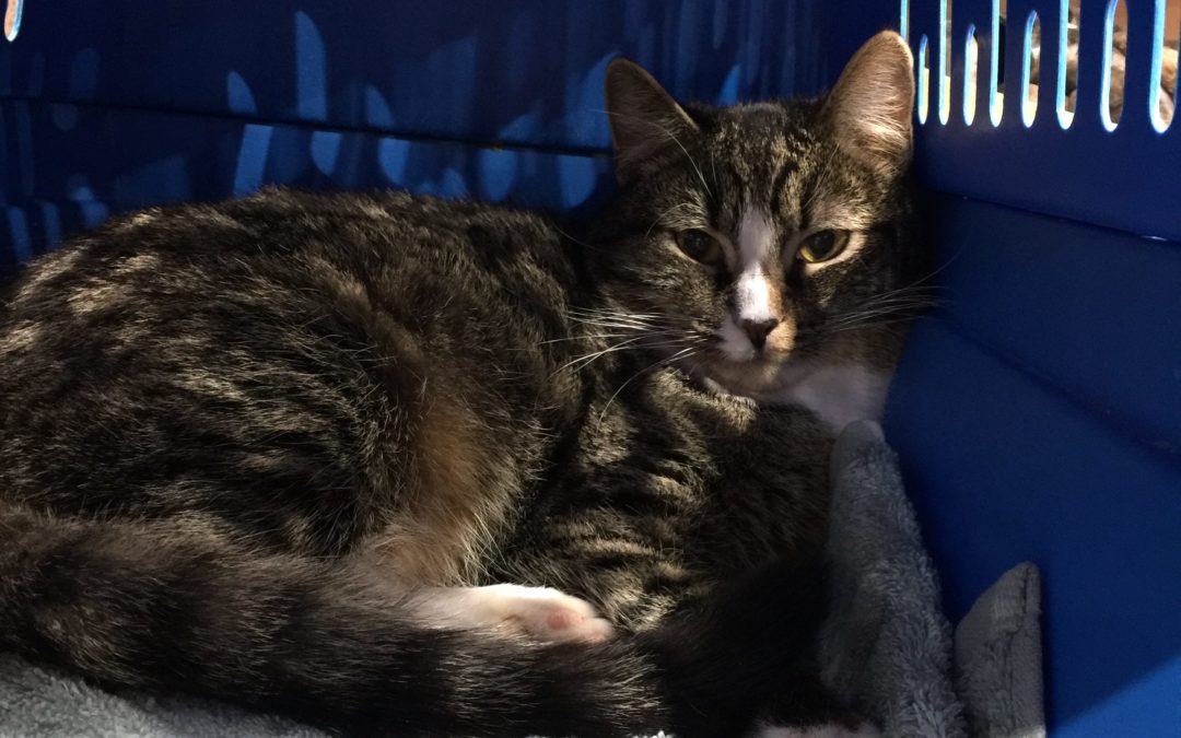 Another Life Saved – Socks