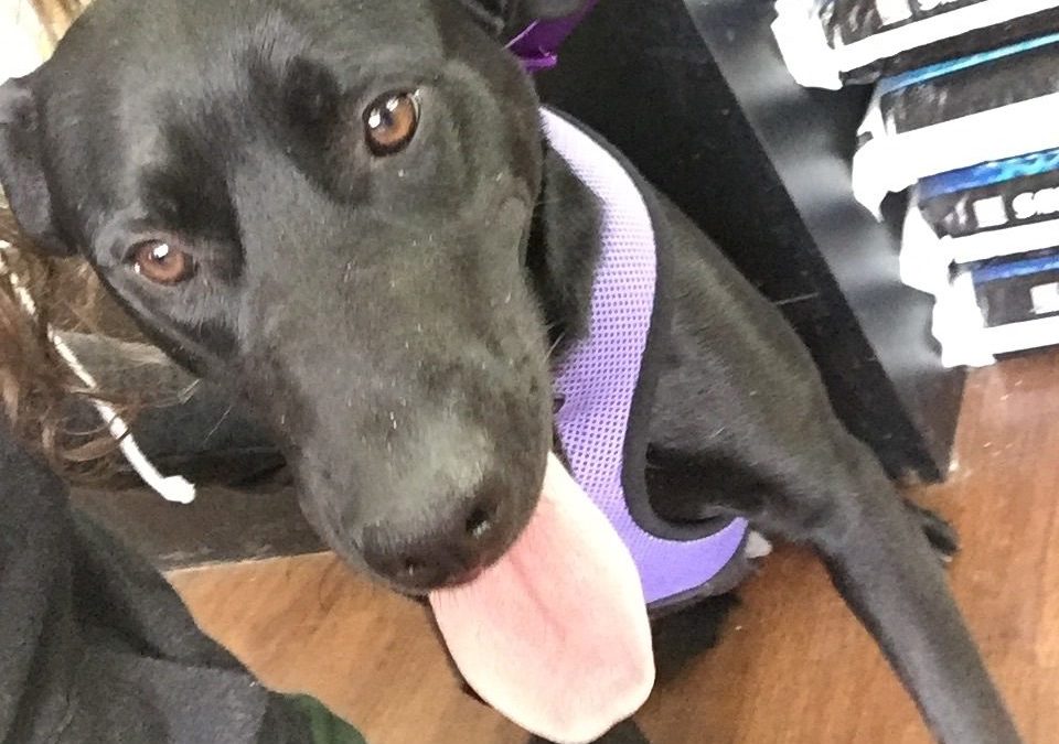 Another Life Saved – Bubba