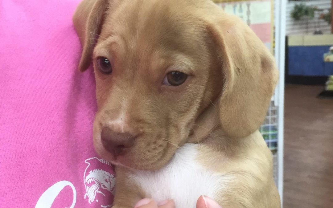 Another Life Saved – Kylo