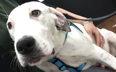 Another Life Saved – Louie