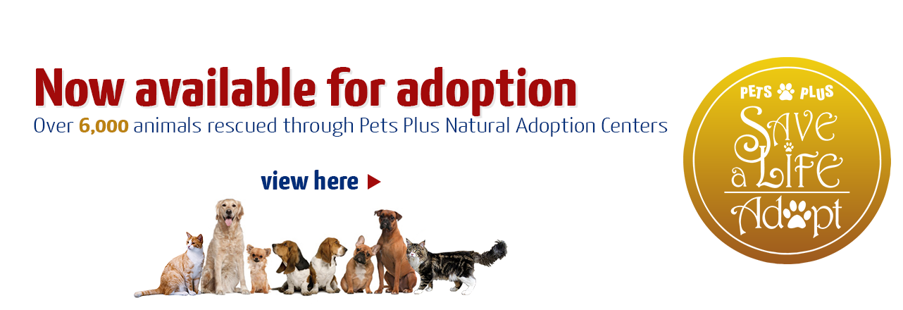 Now Available for Adoption