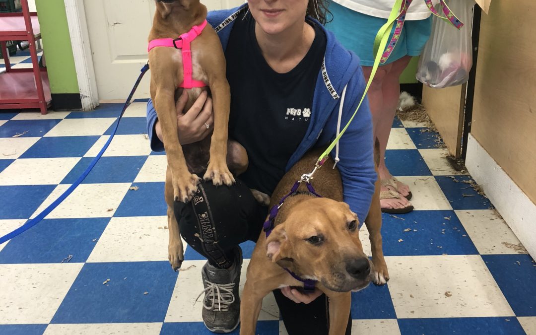 Another Life Saved – Madison now Maisy and Swiss now Luna both going home together