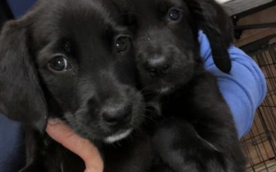 Another Life Saved – Jordan and Nike both going home together