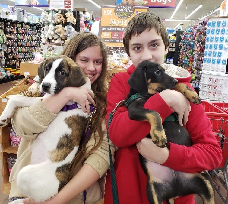 Another Life Saved – Vanessa(white/brindle) and Pecan (black/tan) going home together