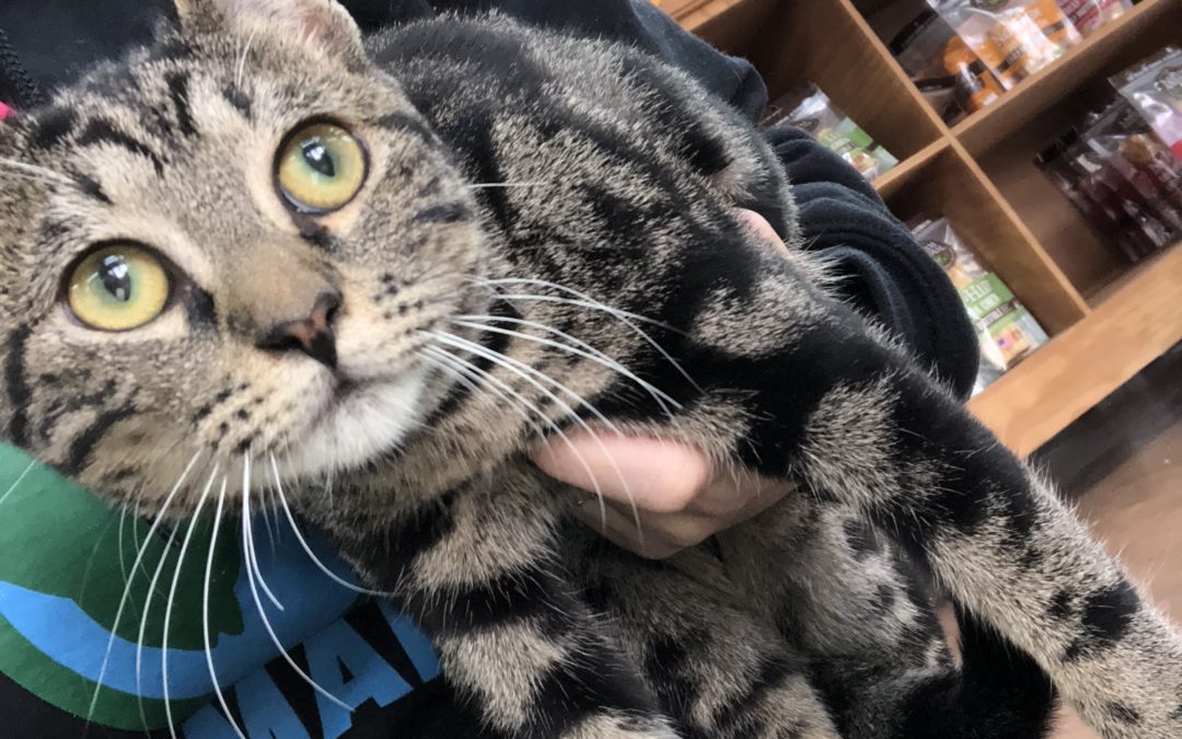 Another Life Saved – Gigi (tabby)